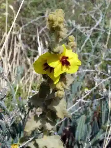 نبات النبّال fruticulosum في بيئته الطبيعية