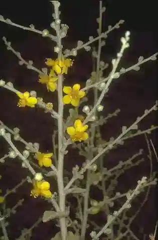 نبات النبّال schimperianum في بيئته الطبيعية