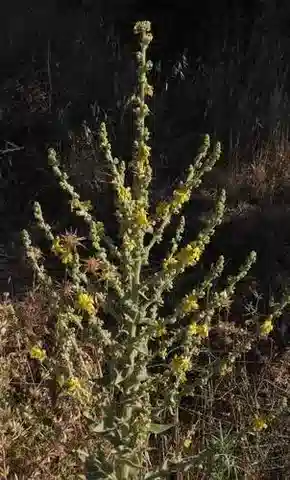 نبات النبّال sinaiticum في بيئته الطبيعية
