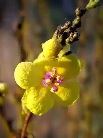 نبات النبّال sinuatum var. adenosepalum في بيئته الطبيعية