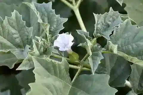 نبات الداتورا ferox في بيئته الطبيعية