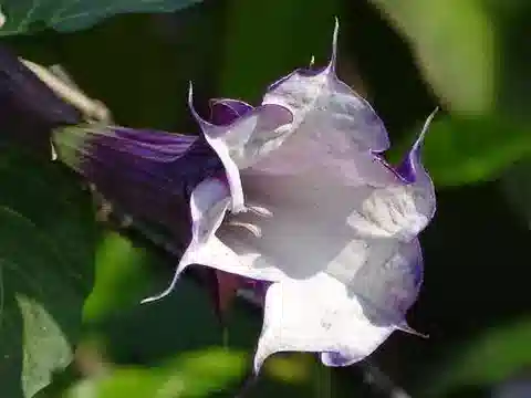 نبات الداتورا metel في بيئته الطبيعية