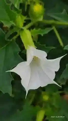 نبات الداتورا stramonium var. tatula في بيئته الطبيعية