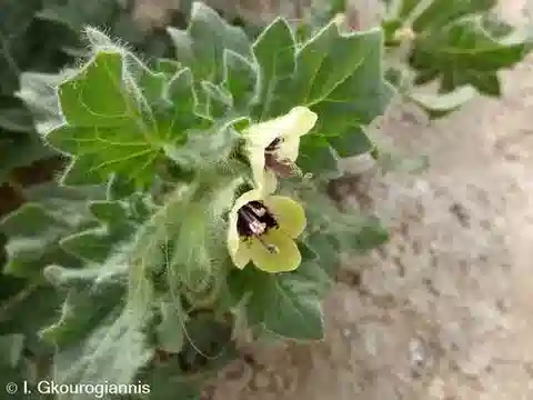 نبات البَنْج albus في بيئته الطبيعية