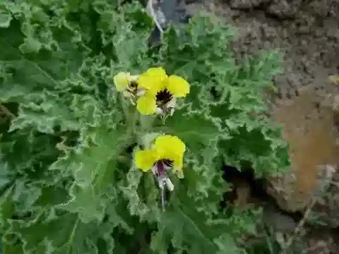 نبات البَنْج aureus في بيئته الطبيعية