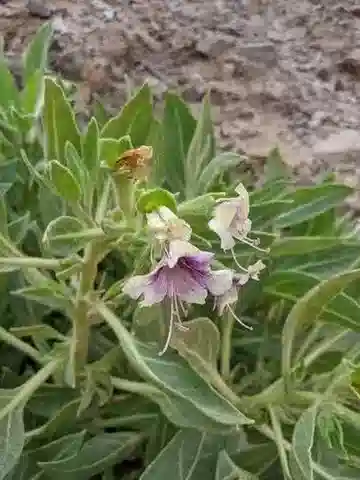 نبات البَنْج boveanus في بيئته الطبيعية