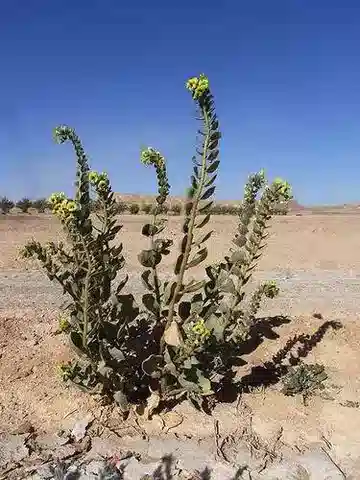 نبات البَنْج desertorum في بيئته الطبيعية