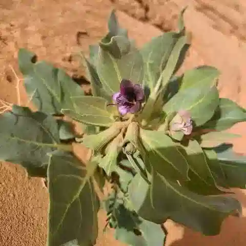 نبات البَنْج muticus subsp. muticus في بيئته الطبيعية