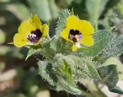 نبات البَنْج pusillus في بيئته الطبيعية