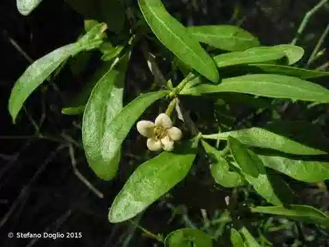 نبات العَوْسَج schweinfurthii var. aschersohnii في بيئته الطبيعية