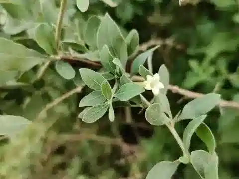 نبات العَوْسَج shawii في بيئته الطبيعية