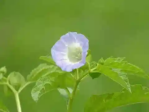 نبات النيكاندرا physalodes في بيئته الطبيعية