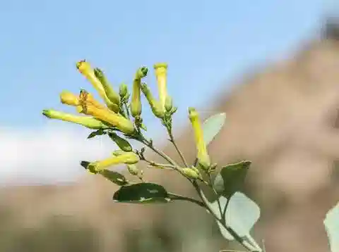 نبات التبغ glauca في بيئته الطبيعية