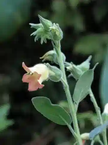 نبات التبغ glutinosa في بيئته الطبيعية