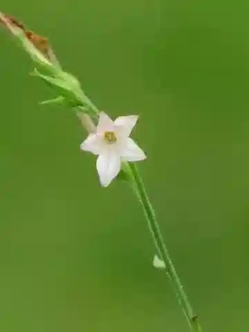 نبات التبغ plumbaginifolia في بيئته الطبيعية