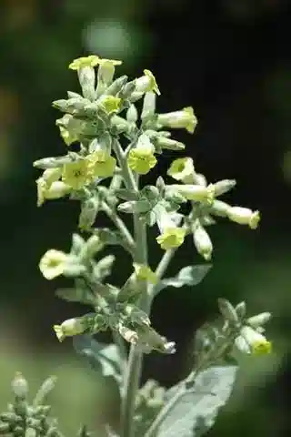 نبات التبغ rustica في بيئته الطبيعية