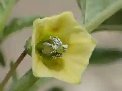 نبات الحرنكش angulata في بيئته الطبيعية