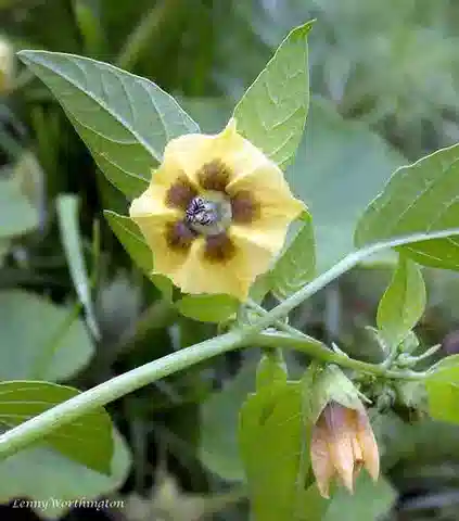 نبات الحرنكش ixocarpa في بيئته الطبيعية