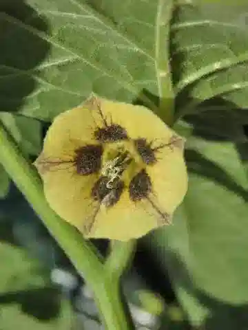 نبات الحرنكش peruviana في بيئته الطبيعية