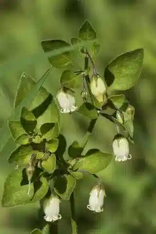 نبات سالبيكروآ origanifolia في بيئته الطبيعية