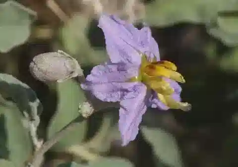 نبات عنب الديب coagulans في بيئته الطبيعية