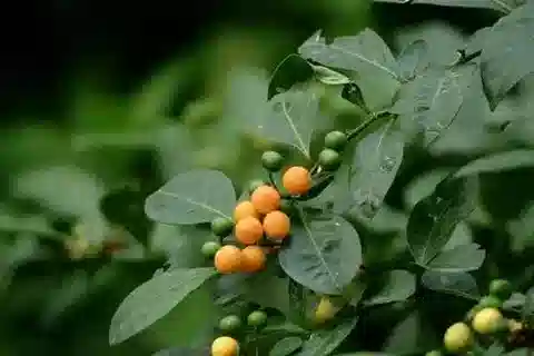 نبات عنب الديب diphyllum في بيئته الطبيعية