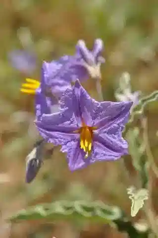 نبات عنب الديب elaeagnifolium في بيئته الطبيعية