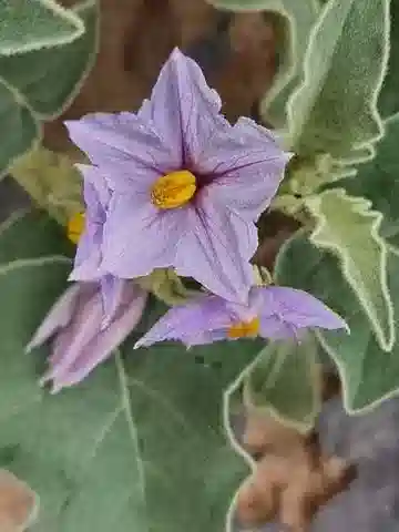 نبات عنب الديب forskaolii في بيئته الطبيعية