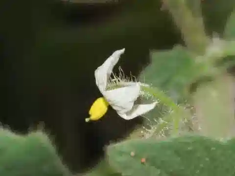 نبات عنب الديب memphiticum في بيئته الطبيعية