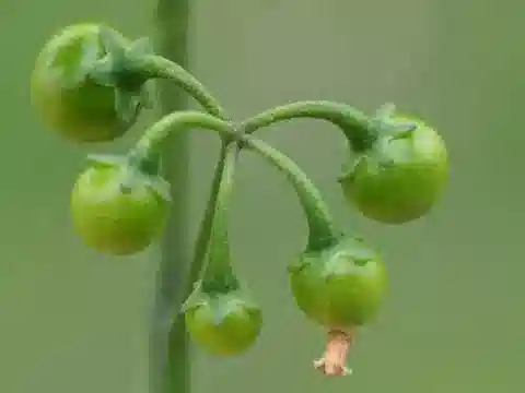 نبات عنب الديب nigrum var. incisum في بيئته الطبيعية