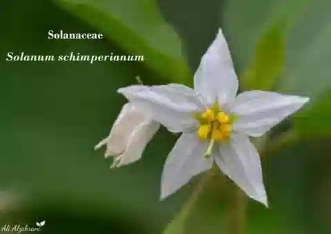 نبات عنب الديب schimperianum في بيئته الطبيعية