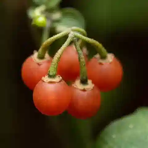 نبات عنب الديب villosum subsp. villosum في بيئته الطبيعية