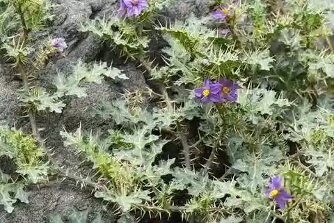 نبات عنب الديب virginianum في بيئته الطبيعية