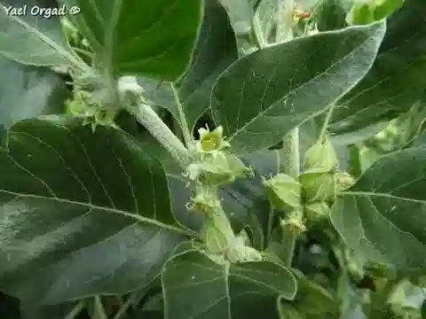 نبات العبعب obtusifolia في بيئته الطبيعية