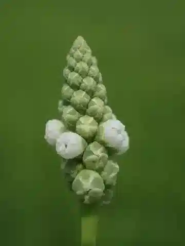 نبات السفينوكليا السيلانية في بيئته الطبيعية
