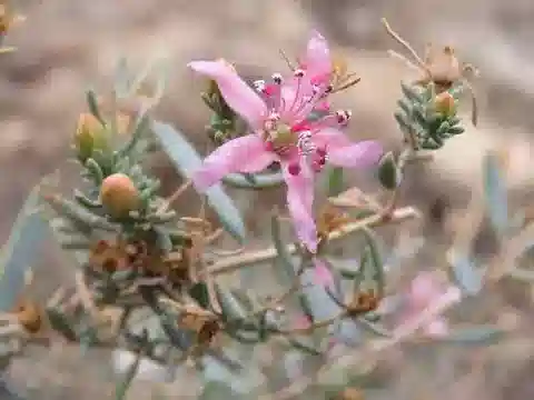 نبات Reaumuria alternifolia subsp. alternifolia في بيئته الطبيعية