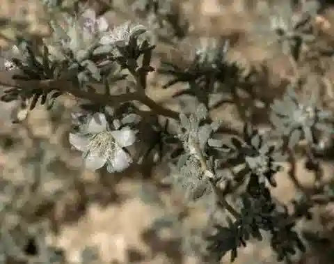نبات Reaumuria hirtella var. palaestina في بيئته الطبيعية