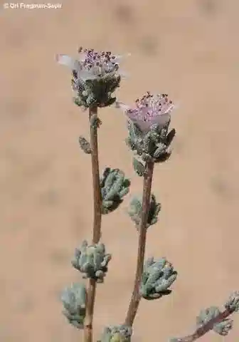 نبات Reaumuria negevensis في بيئته الطبيعية