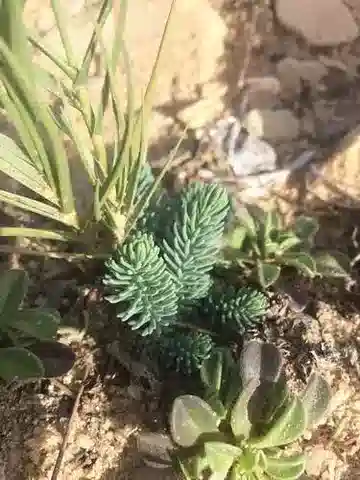 نبات Reaumuria vermiculata في بيئته الطبيعية
