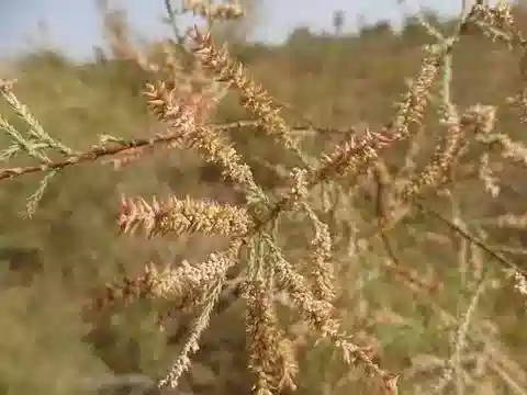 نبات التمر amplexicaulis في بيئته الطبيعية