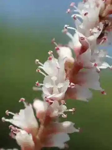 نبات التمر aphylla في بيئته الطبيعية