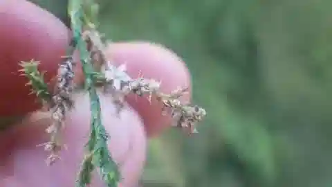 نبات التمر arborea في بيئته الطبيعية