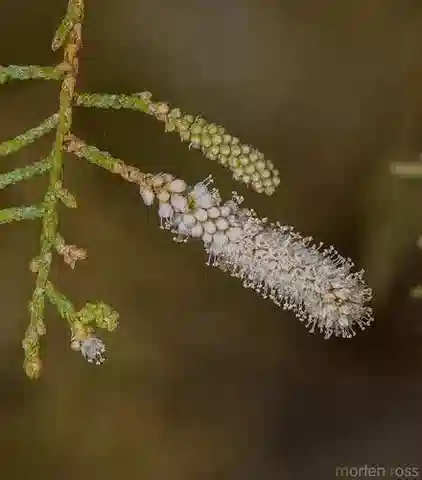 نبات التمر nilotica في بيئته الطبيعية