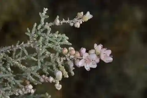 نبات التمر passerinoides في بيئته الطبيعية