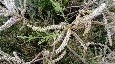 نبات التمر tetragyna في بيئته الطبيعية