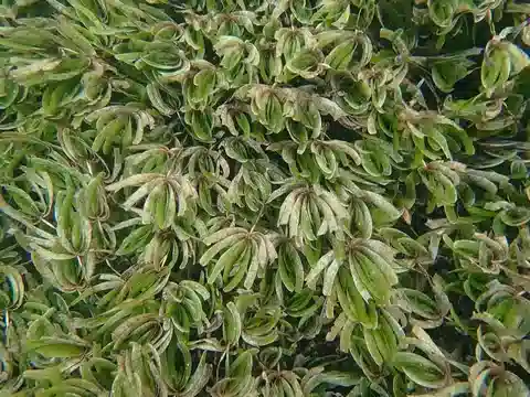 نبات ثالاسودندرون مهدّب في بيئته الطبيعية