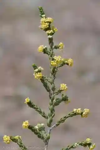 نبات التيلمية hirsuta في بيئته الطبيعية