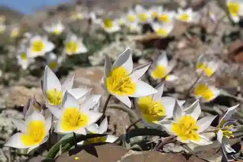نبات التوليب ثنائي الأزهار في بيئته الطبيعية