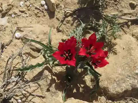 نبات توليب سيستولا في بيئته الطبيعية