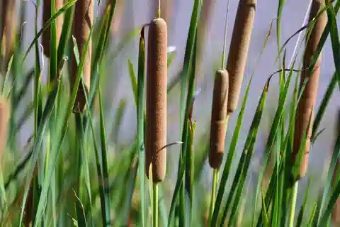 نبات البردي الدومينجي في بيئته الطبيعية